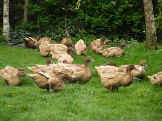 Castlefarm Athy County Kildare Ireland - ducks